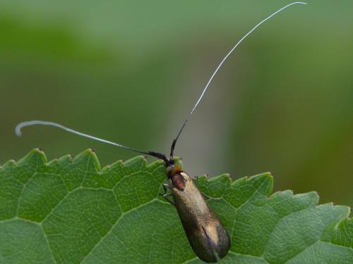 Réf. 339 575 : Nemophora metallica